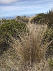 Chionochloa rubra