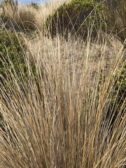 Chionochloa rubra