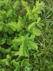 Heracleum sphondylium sphondylium