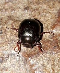 Chrysolina bankii