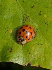 Harmonia axyridis
