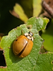 Harmonia axyridis