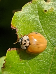 Harmonia axyridis