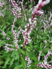 Persicaria japonica