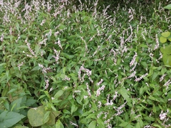 Persicaria japonica
