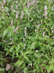 Persicaria japonica