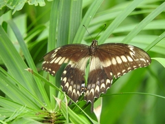Papilio ornythion ornythion