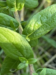 Solidago latissimifolia