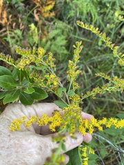 Solidago latissimifolia