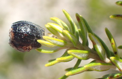 Phylica axillaris maritima