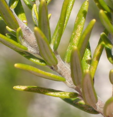 Phylica axillaris maritima
