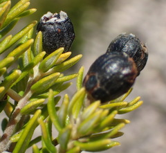 Phylica axillaris maritima