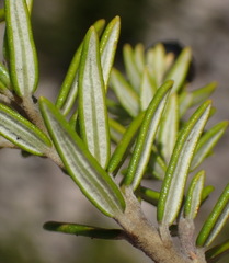 Phylica axillaris maritima