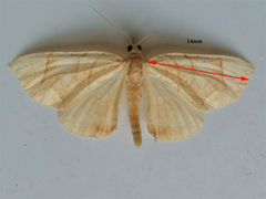 Eulithis diversilineata