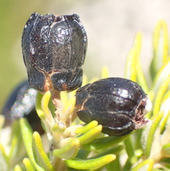 Phylica axillaris maritima