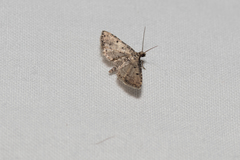 Sufetula hemiophthalma