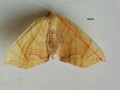 Eulithis gracilineata