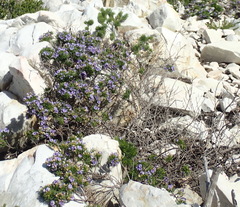 Psoralea vanberkelae
