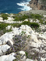 Psoralea vanberkelae