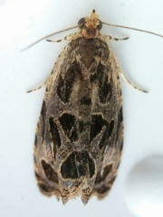 Olethreutes tilianum