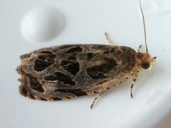 Olethreutes tilianum