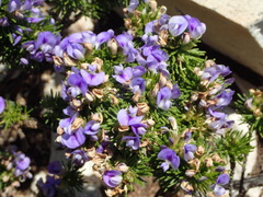 Psoralea vanberkelae