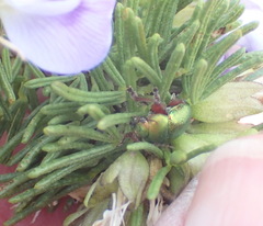 Psoralea vanberkelae