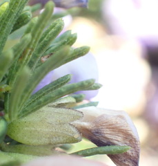 Psoralea vanberkelae