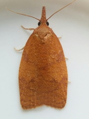 Cenopis directana