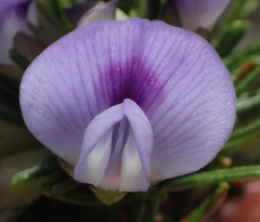 Psoralea vanberkelae