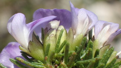 Psoralea vanberkelae