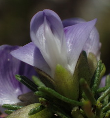 Psoralea vanberkelae