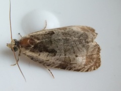 Olethreutes punctanum