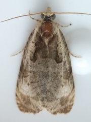 Olethreutes punctanum