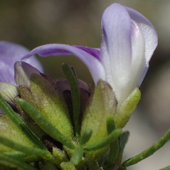 Psoralea vanberkelae