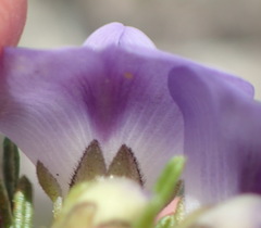 Psoralea vanberkelae