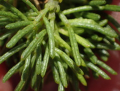 Psoralea vanberkelae