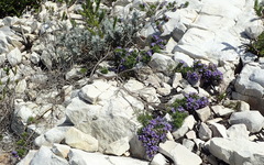 Psoralea vanberkelae