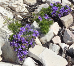 Psoralea vanberkelae