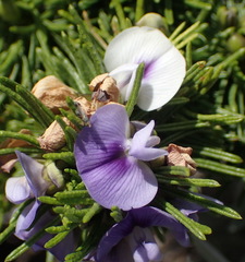 Psoralea vanberkelae