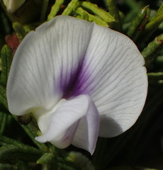 Psoralea vanberkelae