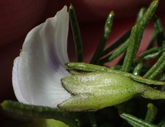 Psoralea vanberkelae