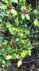 Ilex aquifolium