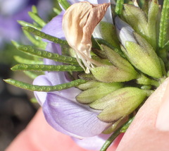 Psoralea vanberkelae