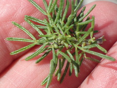 Psoralea vanberkelae