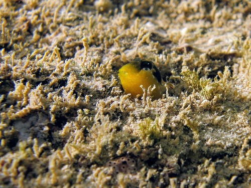 Babica dalmatinska (Microlipophrys dalmatinus)