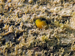 Microlipophrys dalmatinus