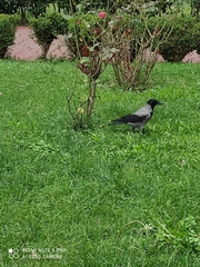 Corvus cornix