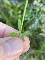 Polygala brevifolia