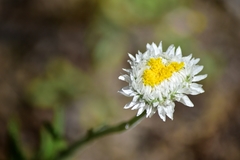 Polycalymma stuartii
